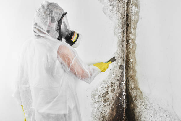 Best Certified Mold Removal  in Granite Shoals, TX