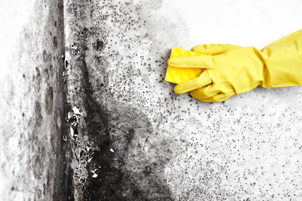 Best Emergency Mold Removal  in Granite Shoals, TX