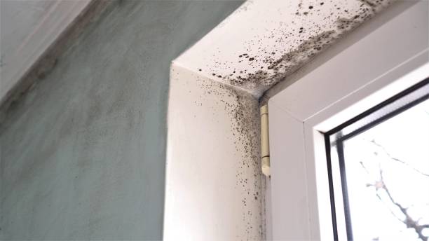 Best Mold Cleaning Services  in Granite Shoals, TX