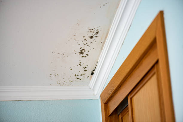 Best Toxic Mold Removal  in Granite Shoals, TX