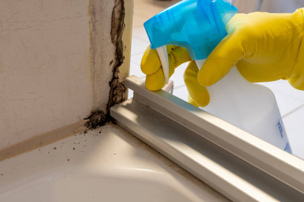 Best Attic Mold Removal  in Granite Shoals, TX