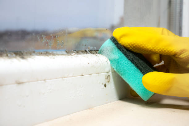 Best Commercial Mold Removal  in Granite Shoals, TX
