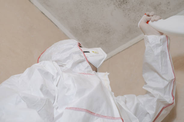 Office Mold Removal Services in Granite Shoals, TX