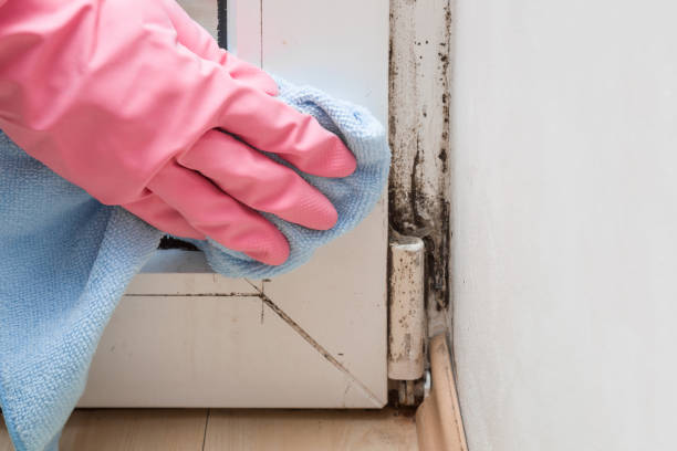 Best Office Mold Removal Services  in Granite Shoals, TX