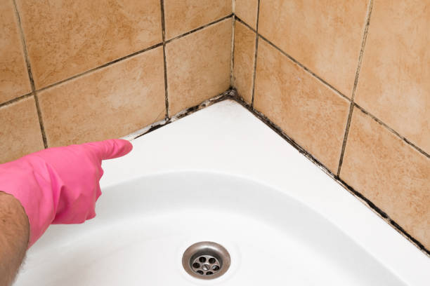 Best Black Mold Removal  in Granite Shoals, TX